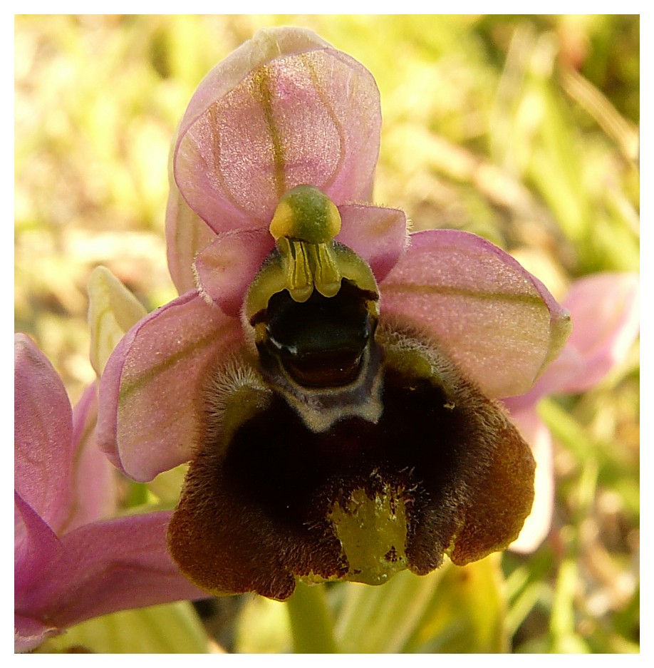 Ophrys Tenthredinifera......